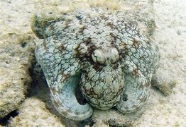 Image result for Crazy Brazilian Jungle Ground Octopus