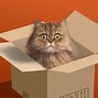Image result for Cat in a Box Schroeder Meme