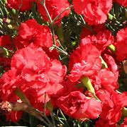 Image result for Dianthus plumarius David