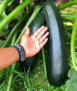 Image result for Largest Zucchini Variety