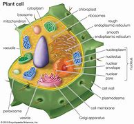 Image result for Cactus Plant Cell