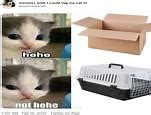 Image result for Cat Meme YouTube