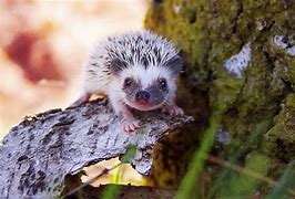 Image result for Can Hedgehogs Climb