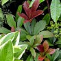 Image result for Rodgersia Bronze Peacock