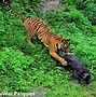 Image result for Boar Killing Tiger
