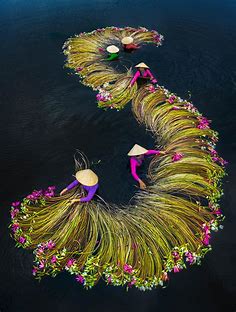 La récolte annuelle de nénuphars par le photographe Trung Huy Pham - Journal du Design