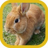 Image result for Cute Bunny Wallpaper iPhone