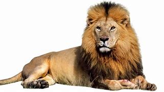 Image result for Animals with Transparent Background