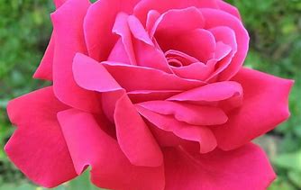 Image result for Rose Pink Colour
