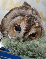 Image result for Baby Owl Sleeping Meme