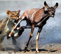 Image result for Wild Animals Hunting Prey