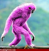 Image result for Weird Monkey Meme