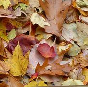 Image result for Leaf Pile