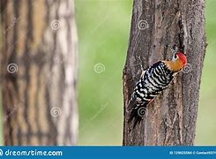 Image result for Hypopicus hyperythrus