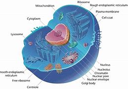 Image result for Eukaryotic Cell Diagram Simple
