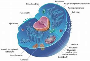 Image result for Cell Definition Biology