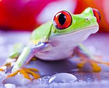 Image result for Frog Screensavers Free