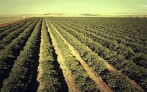 Image result for agriculce