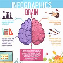 Image result for Human Brain Infographic