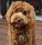 Image result for Labradoodle Cut Styles