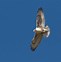 Image result for Buteo regalis