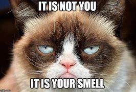 Image result for Funny Cat Smell Face
