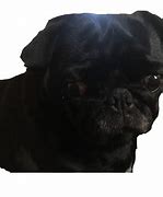 Image result for Tall Pug