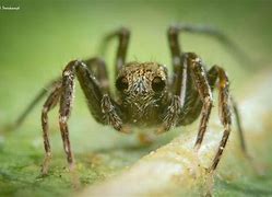 Image result for Tiniest Spider