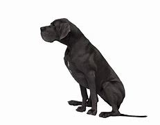 Image result for Great Dane Tall Couch