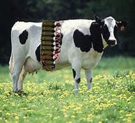 Image result for Perhaps Cow Meme