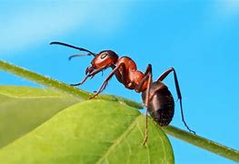 Image result for ant�doto