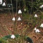 Image result for Acis autumnalis