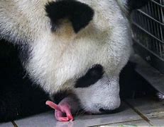 Image result for New Baby Panda Twins