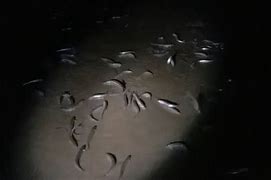 Image result for Grunion Run 2018