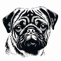 Image result for Black and White Pug