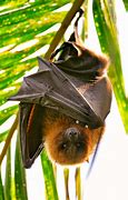 Image result for African Fruit Bat
