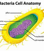 Image result for Bacteria Cell Model