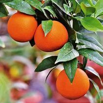 Image result for Navel Orange Tree