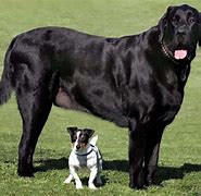 Image result for Biggest Dog in the World