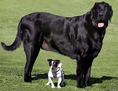 Image result for Biggest Dog Real