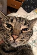 Image result for Surgery by Cat Meme Anesthesia