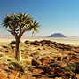 Image result for Arizona Desert Scene