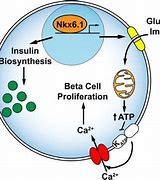 Image result for Pancreas Beta Cells