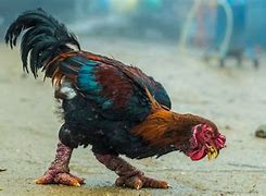 Image result for World's Fattest Chicken