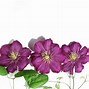 Image result for Pink Purple Clematis