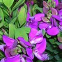 Image result for Polygala myrtifolia