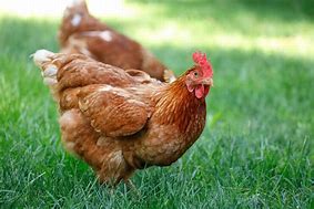 Image result for Poule Pondeuse