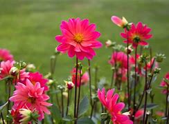 Image result for Awesome Nature Flowers