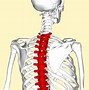 Image result for T1 Vertebrae Location