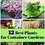 Image result for Container Gardening Plants